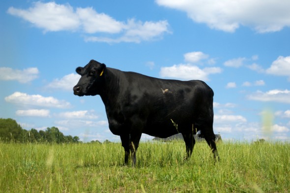 Angus cattle from the Black Grove Angus Farm in Newberry, South Carolina.