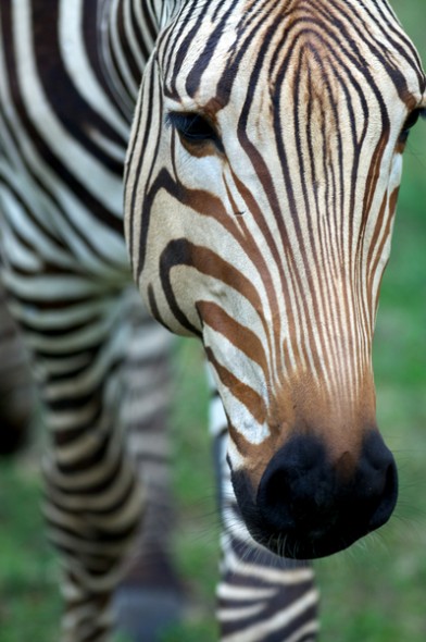 Image was taken at Disney World's Animal Kingdom and are not for resale.