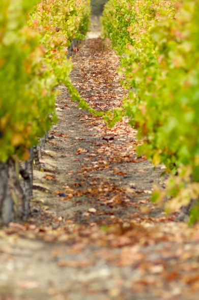 Fall comes in March for Chile, and the vine's leaves trickle down to the vineyard's rich soil. 