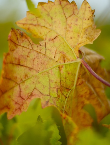 A Carmenere's leaf, its vascular system collecting water and nutrients for its grapes. 