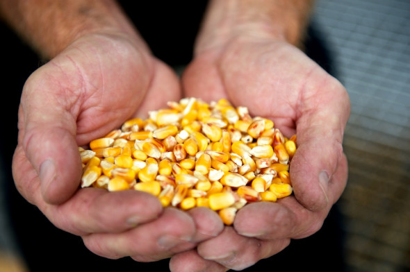 I found Greg's hands fascinating. He broke his index finger playing softball and has earned those callouses. I thought they contrasted nicely against the yellow kernels. 