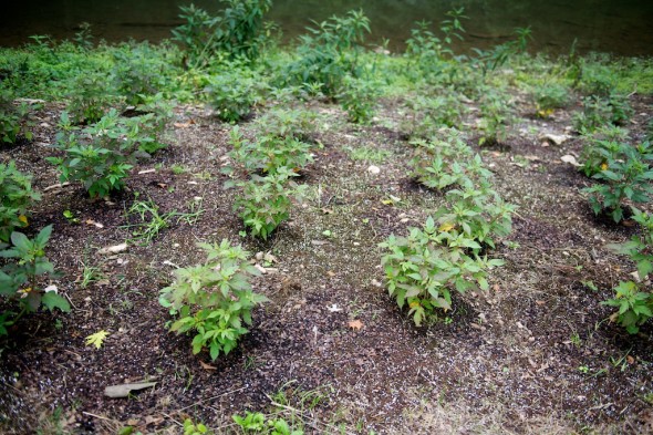 The new Old Taylor will offer gin. They've begun planting botanicals. 