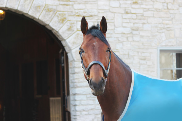 American Pharoah won the 2015 Kentucky Derby and the Triple Crown. The Kentucky Derby Museum is honoring the horse May 1. Photo credit: Associated Press via the Kentucky Derby Museum