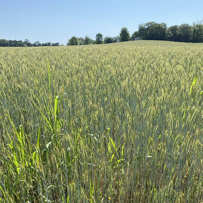 Woodford Reserve rye grain field