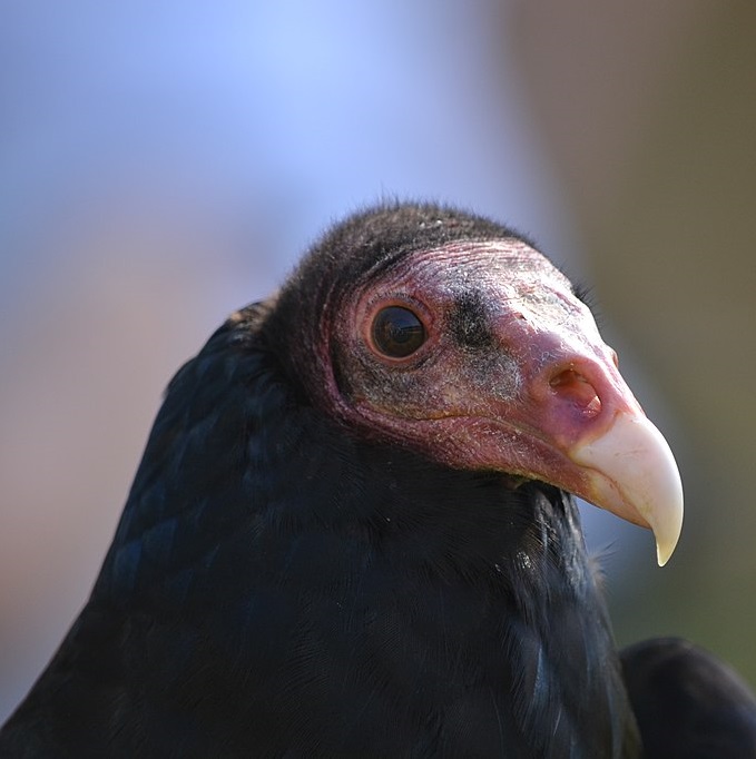 Buzzards Day Turkey_Vulture_headshot