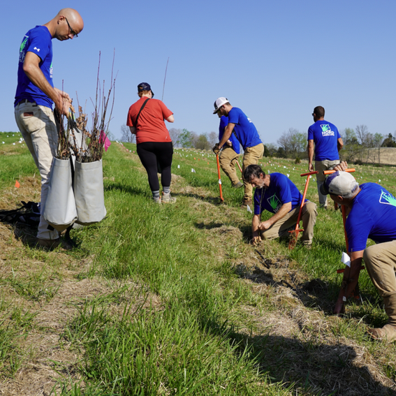 Maker's Mark and UK planting white oak seedlings